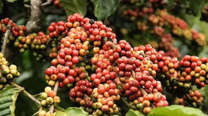Coffee supply in Vietnam hits 3-year low