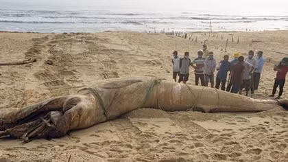 Four-tonne whale found dead in Quang Nam beach