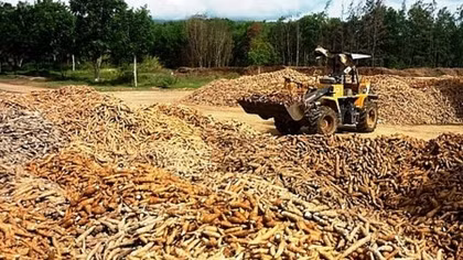 Cassava exports fall in volume as value rises
