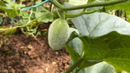 Big difficulties discourage agriculture startups