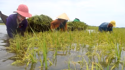 Improving Vietnam resilience to natural disaster