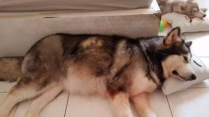 Heroic dogs save owners from deadly blaze at HCMC apartment block