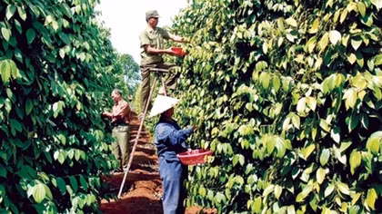 Pepper prices hit record low in 5 years