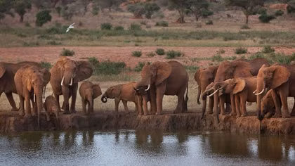 Chance for short film competition in Vietnam on illegal wildlife trade 