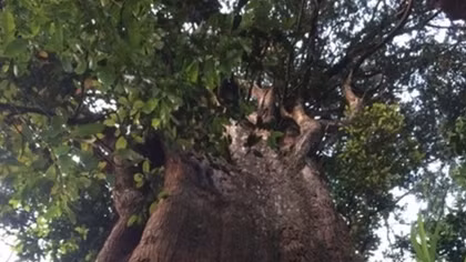 Century-old tree preserved in Ha Tinh national park