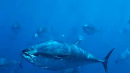 Phu Yen fishermen catch rare bluefin tuna in Hoang Sa 