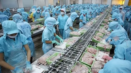 Squid and octopus exports rebound after enforcement of EVFTA