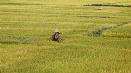 Vietnam's rice export prices stable despite concerns over quality