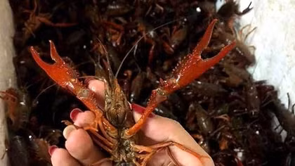 Vietnam Custom tightens fight against imports of banned crawfish