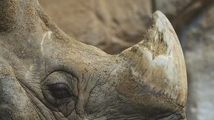 Vietnam seizes 5 kilograms of rhino horn smuggled from Cambodia