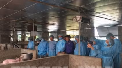Germany shares experience in African swine fever prevention with Hanoi