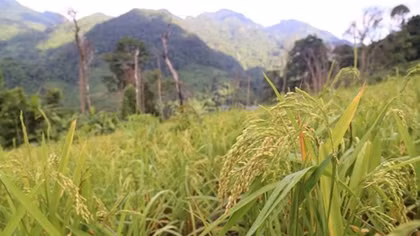 Climbing into Vietnam's mountains where rice grows in the skies