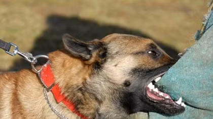 Ministry of Health: 63 people died of rabies in 2017