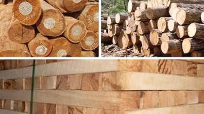 Vietnam charts path to sustainable forest development