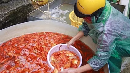 Biggest fish market busily serves locals on the eve of Kitchen Gods’ Day 