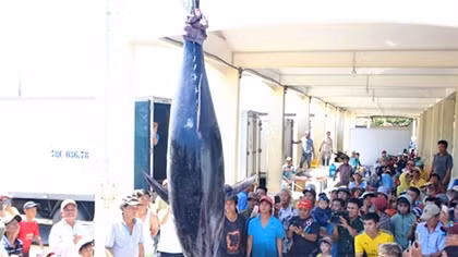 Bluefin tuna caught in Truong Sa set record