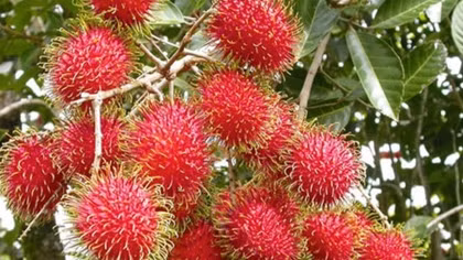 Rambutans going south to satisfy Kiwi appetites