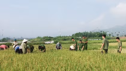 Young police officers help local people harvest rice crops