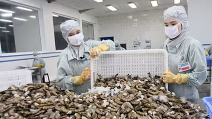 Bottom falls out of US market as Vietnamese shrimp sales plummet