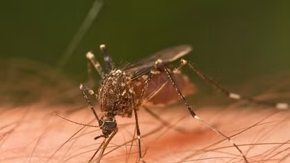 Dengue fever emergency declared in northern Vietnam