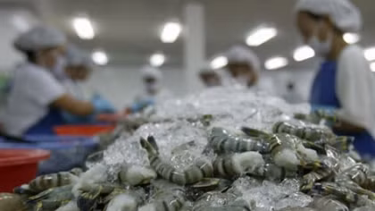 Vietnamese shrimp make it big in America
