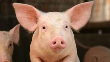 China agrees in principle to import pork from Vietnam