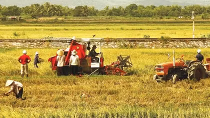Hundred of hectares of forestland encroached upon in Gia Lai