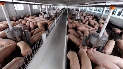 Vietnam to temporarily halt importing live pigs from Thailand