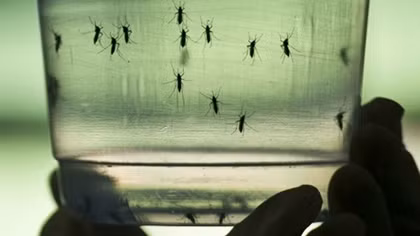 6 new Zika cases raise Ho Chi Minh City’s total to 35