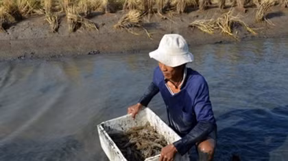 Ca Mau eyes growth with special focus on shrimp production