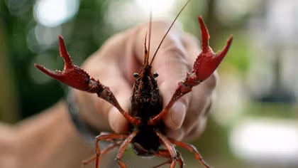 Hanoi strictly bans crawfish production and trading 