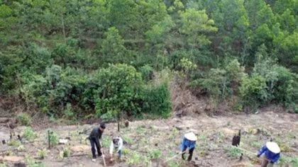 Additional 40,720 hectares of forest planted in northern region