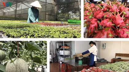 Ways to boost agricultural production amid COVID-19 pandemic under discussion