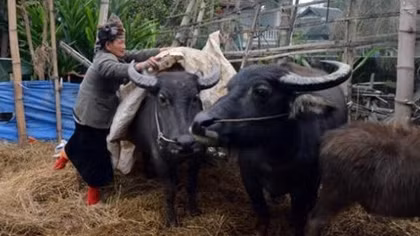 Agriculture insurance saves farmers from crop losses