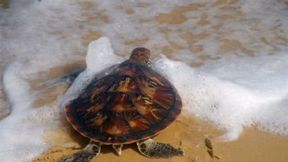 Phu Yen: Rare sea turtle returned to nature