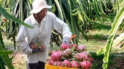 Tien Giang to expand dragon fruit growing area