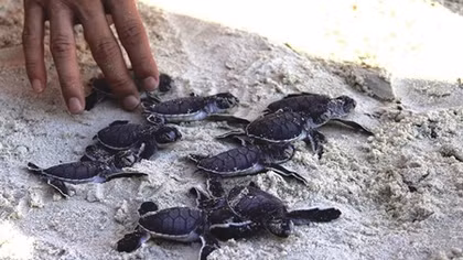 115 newborn turtles released to sea off Cu Lam Cham