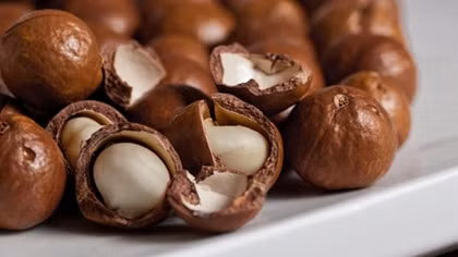 Vietnam back to mulling macadamia nuts as cash crop