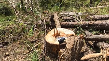 Quang Tri strictly handles forest destruction 