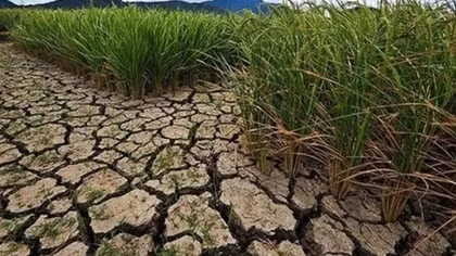 MPS orders police units to respond to saltwater intrusion and drought in Mekong Delta