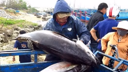 Vietnam’s exporters advised to expand tuna exports to Middle East