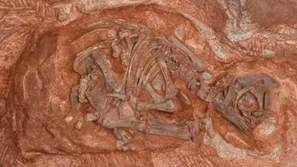 Scientists digitally reconstruct skulls of dinosaurs in fossilised eggs