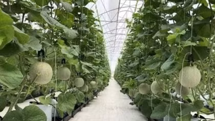 CPTPP brings opportunities, challenges to Vietnam’s agriculture