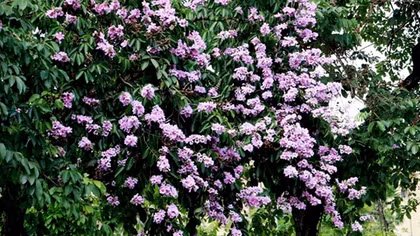 Purple crape myrtle blossom on Hanoi streets