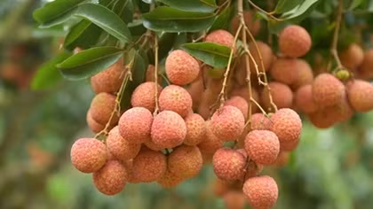 Vietnamese lychees confident of winning over consumer taste in Netherlands