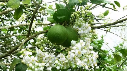 Farmers boosting community tourism in their loquat gardens
