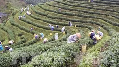 Thai Nguyen festival honours tea processing industry