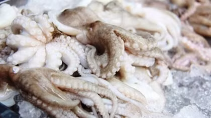 Cuttlefish and octopus exports to Rusia achieve enormous growth