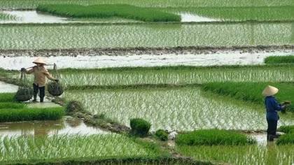 Vietnam’s rice export to enjoy prosperous year in 2018