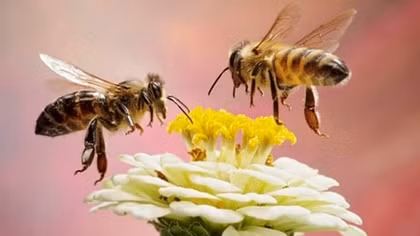 Five smart things honeybees can do